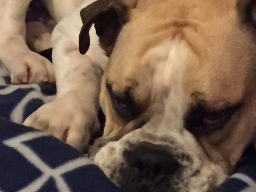 Cool Apartment, Central To Everything, Share With 2X Bulldogs Auckland Buitenkant foto